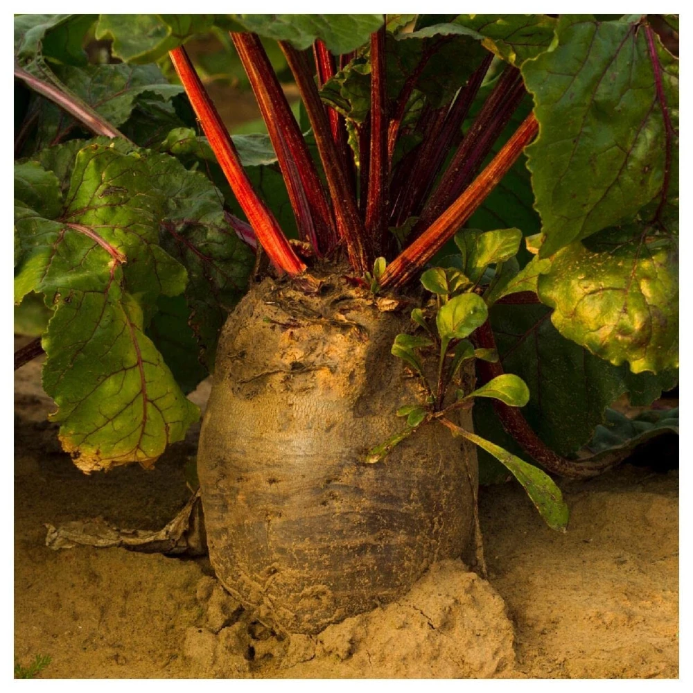 Red Mammoth Fodder Beet Seeds - Heirloom Mangold Seeds for Animal Feed & Soil Treating, Outdoor - Image 2