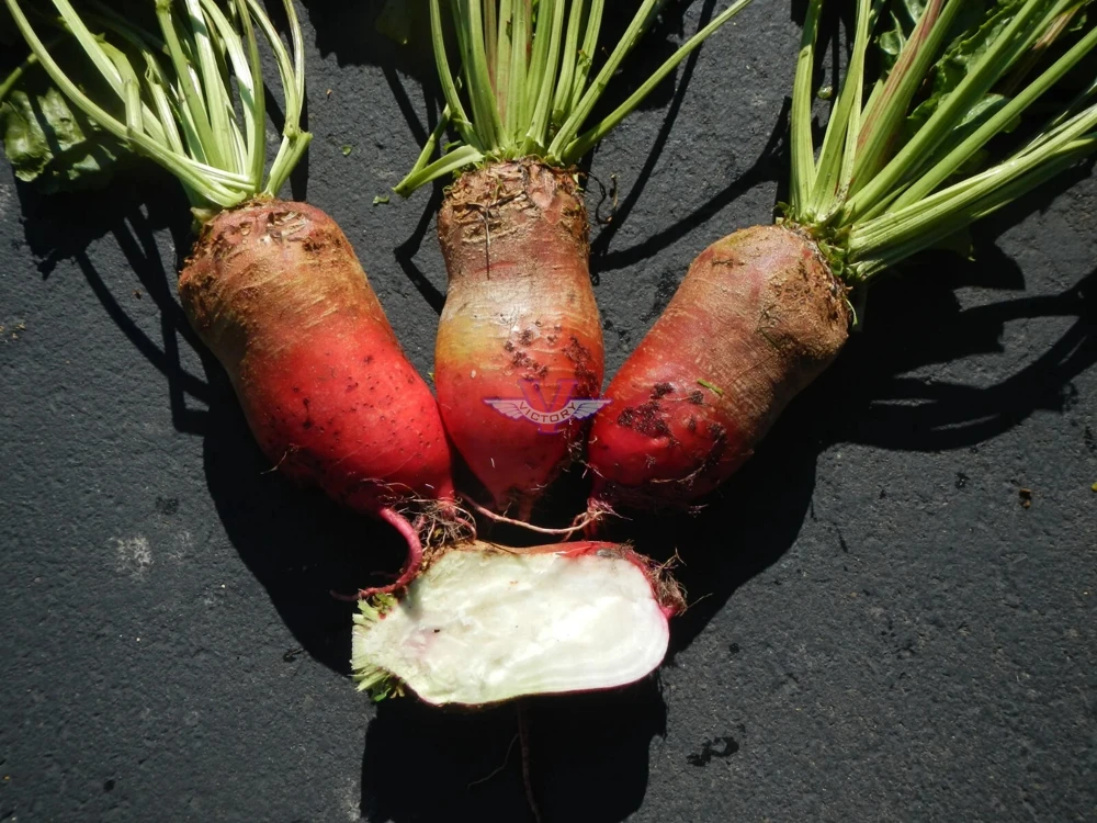Red Mammoth Fodder Beet Seeds - Heirloom Mangold Seeds for Animal Feed & Soil Treating, Outdoor - Image 1
