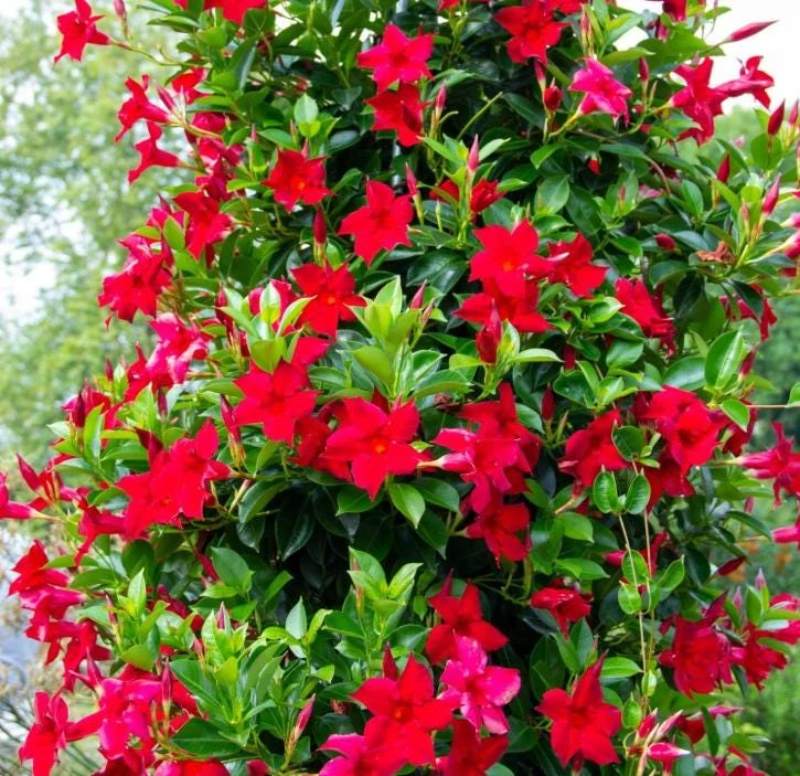 Red Mandevilla Live Plant - 10-12" Tall - Ship No Pot - Mandevilla × amabilis - Tropical Flowering Vine for Garden & Containers - Image 2