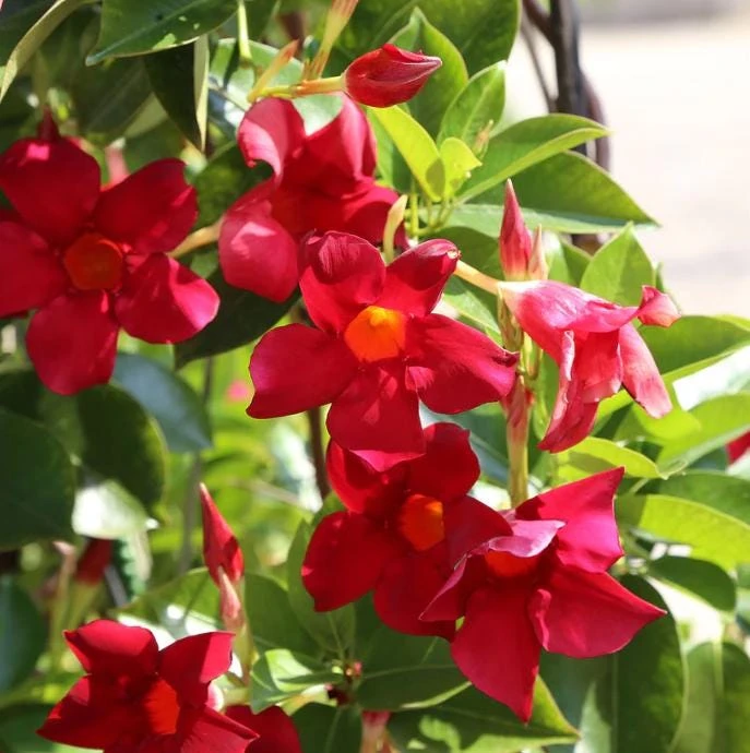 Red Mandevilla Live Plant - 10-12" Tall - Ship No Pot - Mandevilla × amabilis - Tropical Flowering Vine for Garden & Containers - Image 3