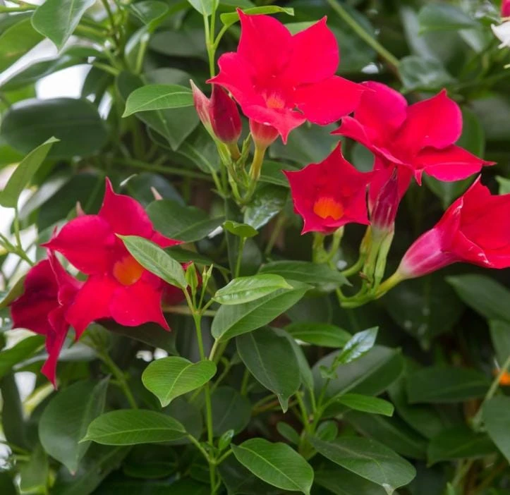 Red Mandevilla Live Plant - 10-12" Tall - Ship No Pot - Mandevilla × amabilis - Tropical Flowering Vine for Garden & Containers - Image 4