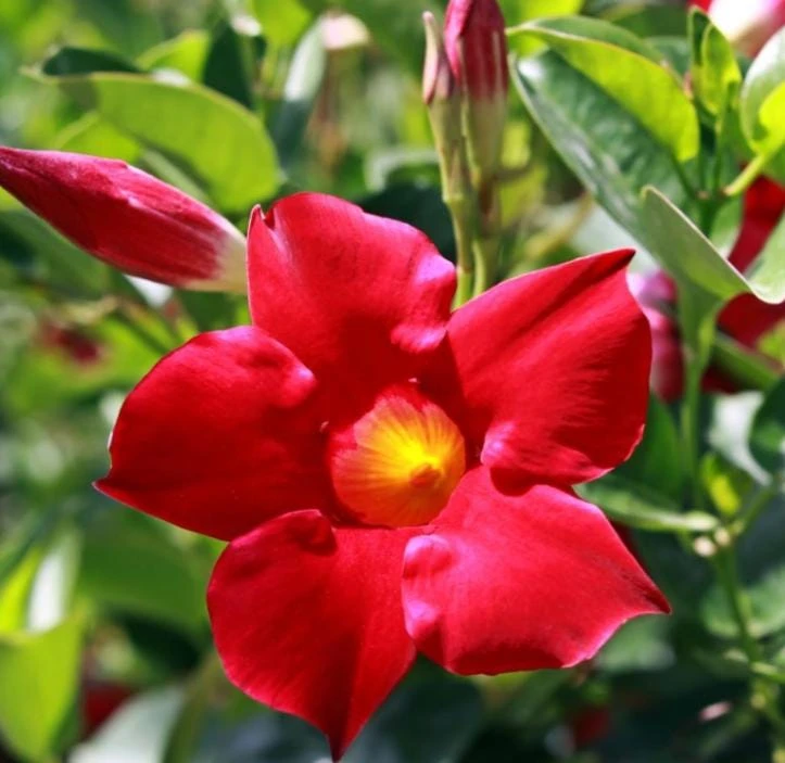 Red Mandevilla Live Plant - 10-12" Tall - Ship No Pot - Mandevilla × amabilis - Tropical Flowering Vine for Garden & Containers - Image 5