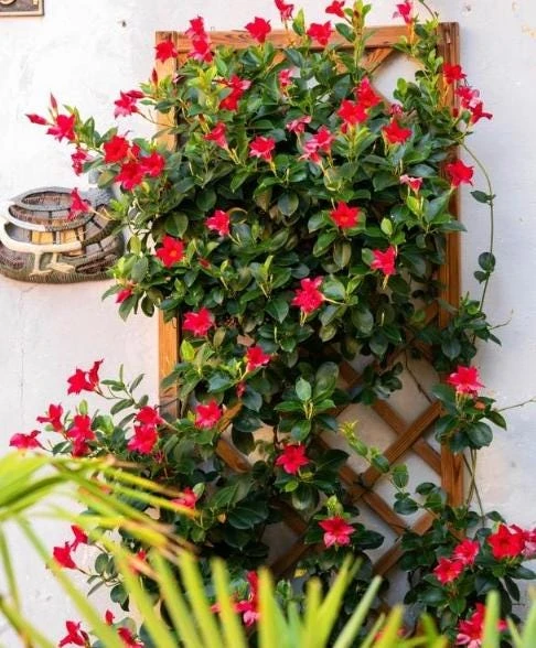 Red Mandevilla Live Plant - 10-12" Tall - Ship No Pot - Mandevilla × amabilis - Tropical Flowering Vine for Garden & Containers - Image 6