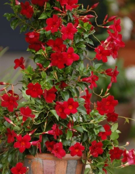 Red Mandevilla Live Plant - 10-12" Tall - Ship No Pot - Mandevilla × amabilis - Tropical Flowering Vine for Garden & Containers - Image 7
