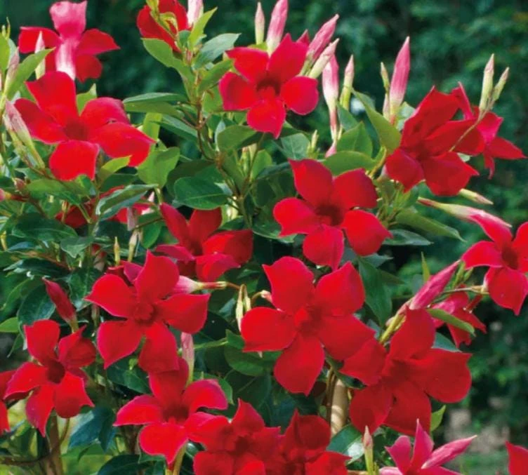Red Mandevilla Live Plant - 10-12" Tall - Ship No Pot - Mandevilla × amabilis - Tropical Flowering Vine for Garden & Containers - Image 1
