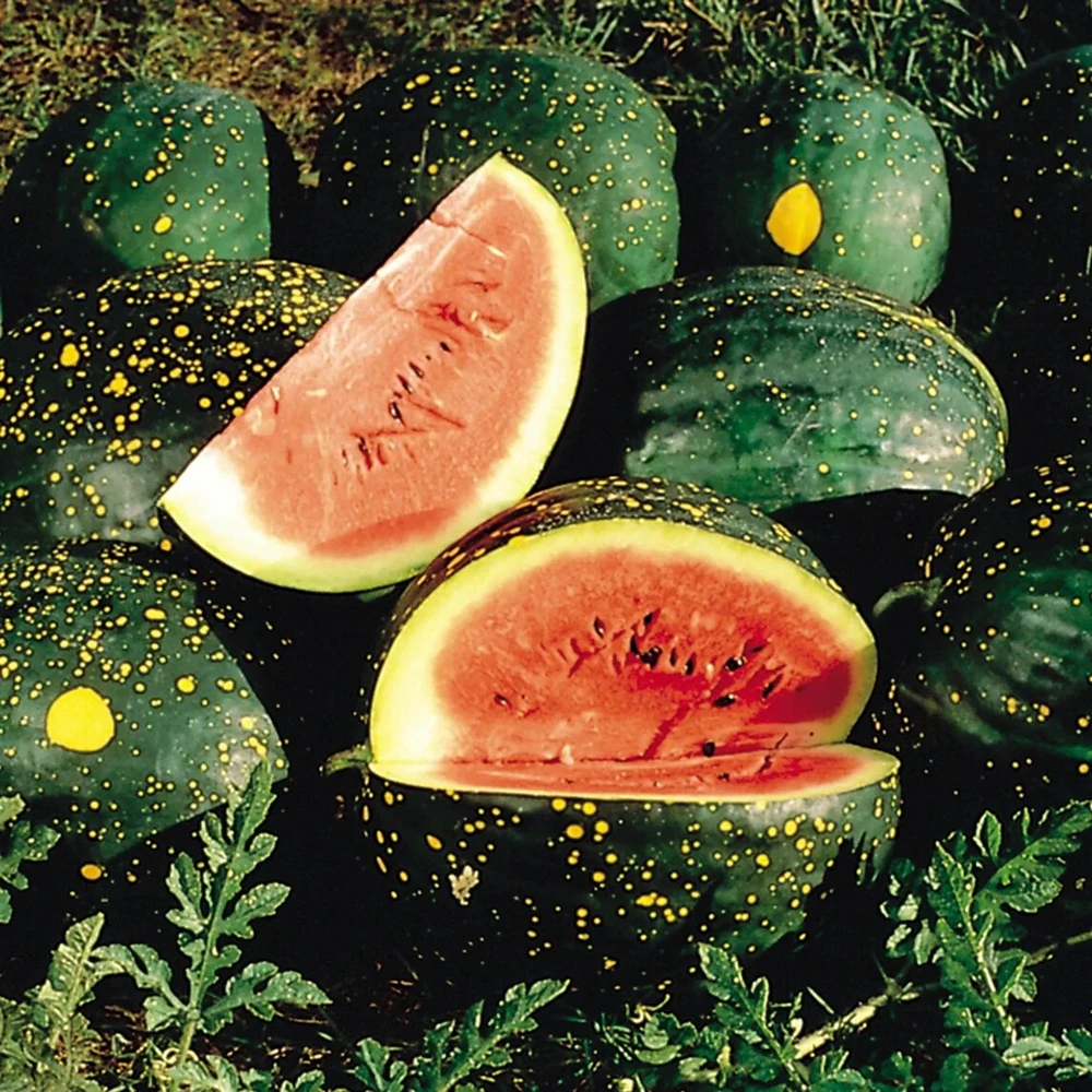 Red Moon and Stars Watermelon Seeds - Heirloom, Sweet Fruit, Easy Grow - Image 1