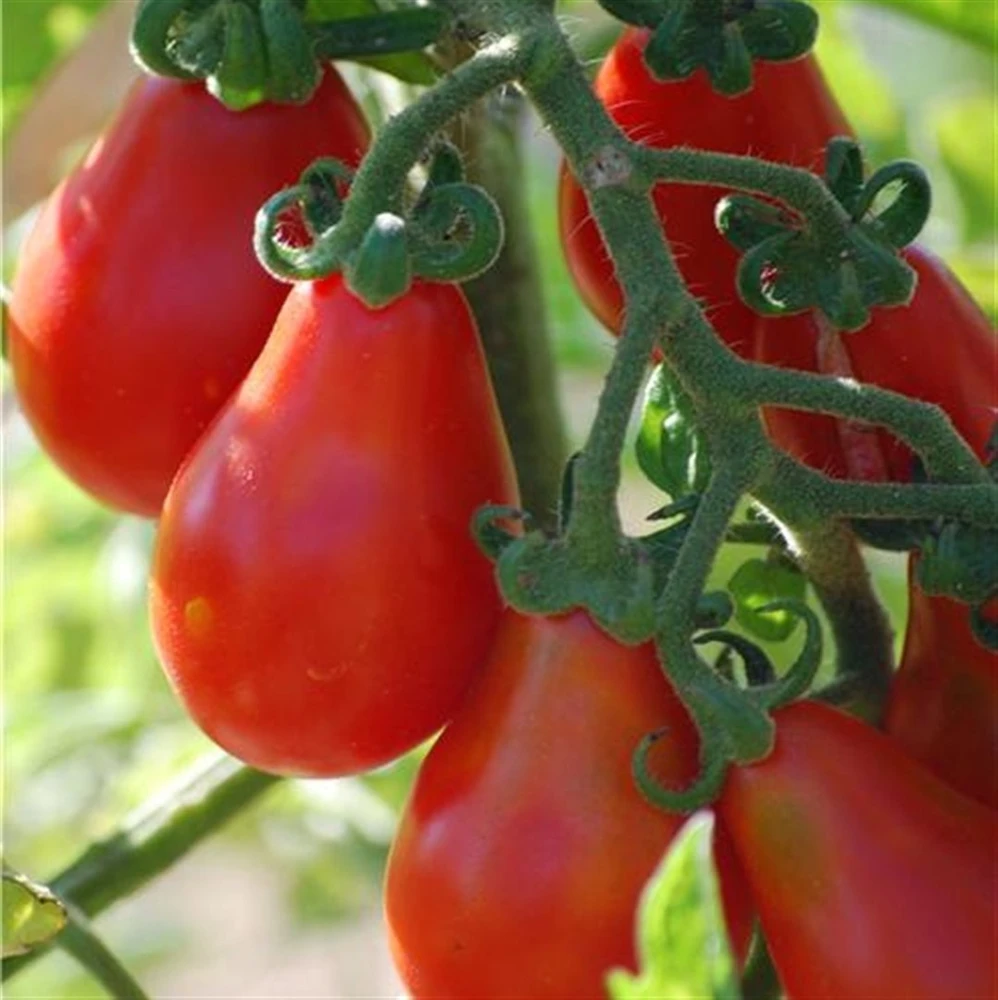 Red Pear Tomato Seeds - Heirloom Teardrop Tomato Seeds, Easy to Grow - Image 1