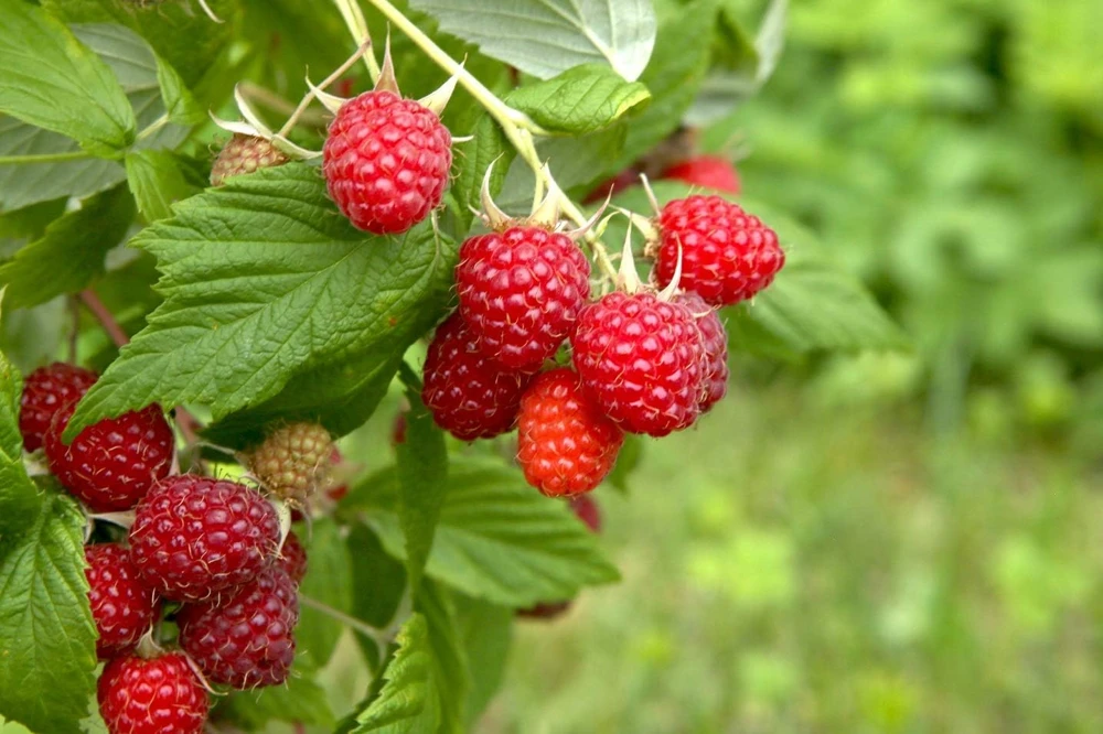 Red Raspberry Live Plants Pack of 2 Everbearing Raspberry Bush Rubus Idaeus Edible Berries Hardy Zone 4 to 9 Double Harvest Fruit Garden Plant 5 to 9 Inch - Image 1