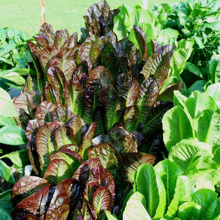 Red Romaine Lettuce Seeds - Crisp Caesar Salad Variety - Outdoor - Image 2