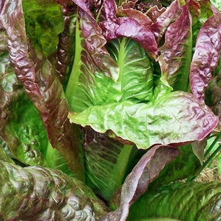 Red Romaine Lettuce Seeds - Crisp Caesar Salad Variety - Outdoor - Image 1