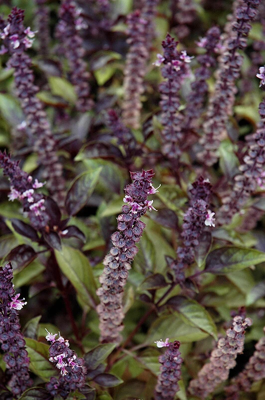 Red Rubin Basil Seeds - Dark Opal Improved Heirloom Herb Seeds Indoor/Outdoor - Image 2