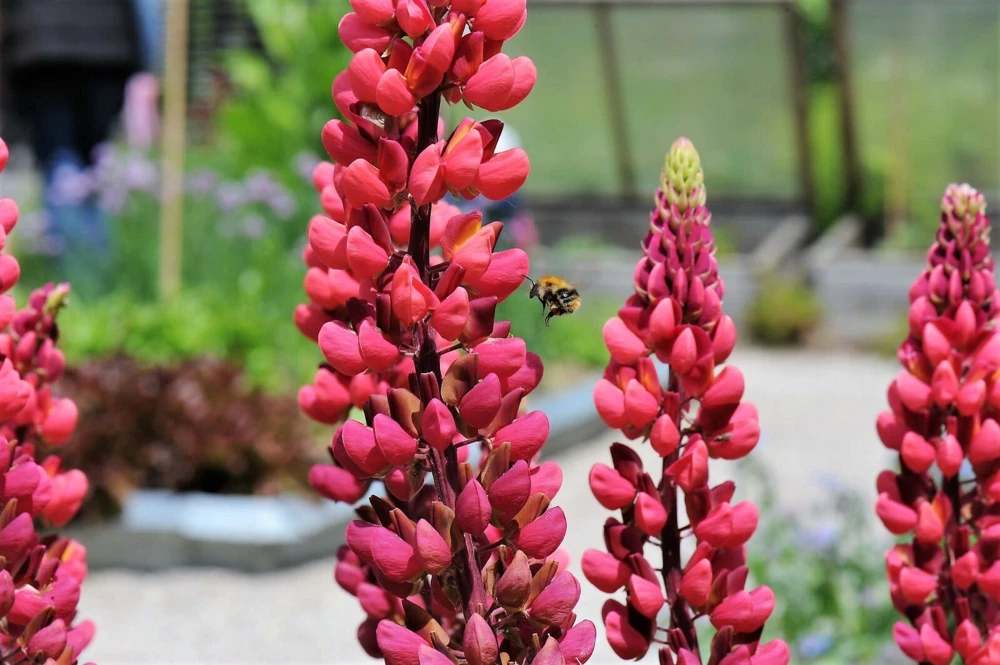 Red Russell Lupine Seeds - My Castle - Perennial Flower Seeds - Outdoor - Image 2