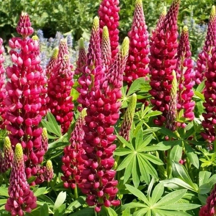 Red Russell Lupine Seeds - My Castle - Perennial Flower Seeds - Outdoor - Image 1