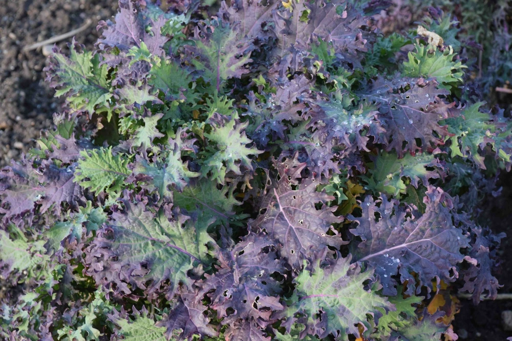 Red Russian Kale Seeds - Annual Vegetable, Green with Red Veins, Outdoor - Image 1