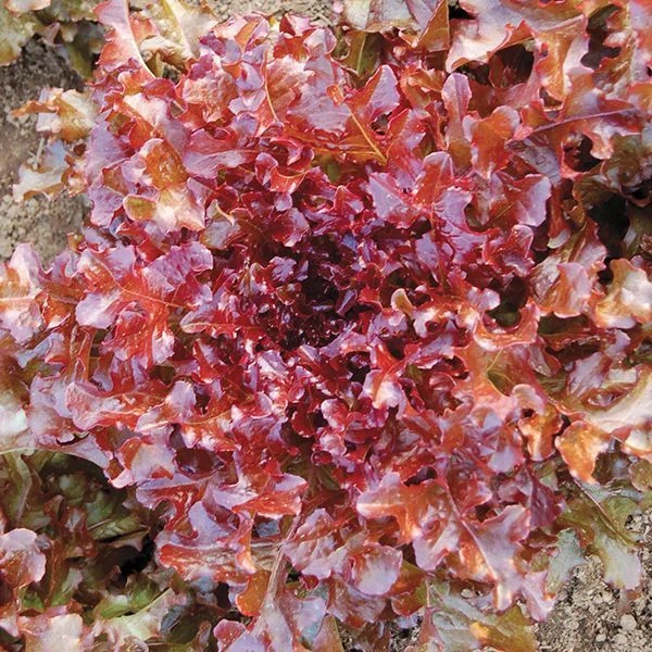 Red Salad Bowl Lettuce Seeds - Annual Leaf Lettuce for Outdoor Gardens - Image 1