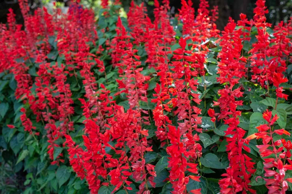 Red Salvia Live Plants Pack of 2 Scarlet Sage Red Flowers Fast Growing Shade Tolerant Hummingbird Attracting Perennial Outdoor Patio Garden Plant 5 to 9 Inch - Image 1