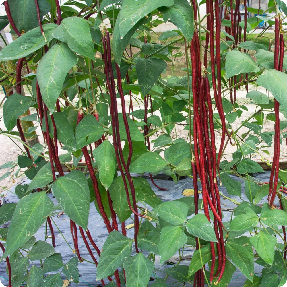 Red Yard Long Bean Seeds - Chinese Red Noodle - Extra Long Vegetable Seeds - Image 2