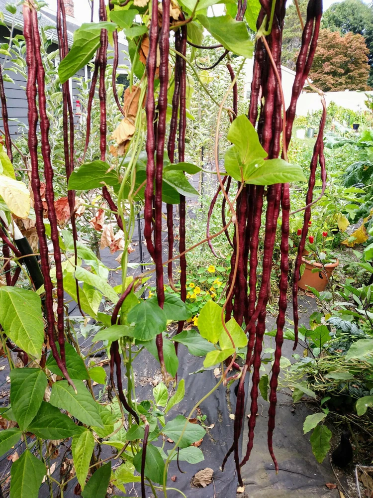 Red Yard Long Bean Seeds - Chinese Red Noodle - Extra Long Vegetable Seeds - Image 1