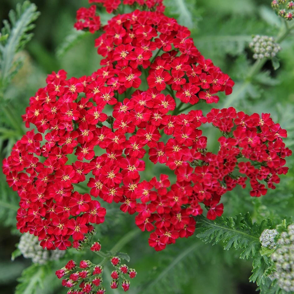 Red Yarrow Seeds - Easy Grow Perennial Herb for Butterflies, Full Sun - Image 1