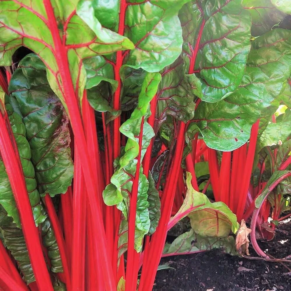 Rhubarb Swiss Chard Seeds - Heirloom Vegetable Seeds for Outdoor Growing - Image 2
