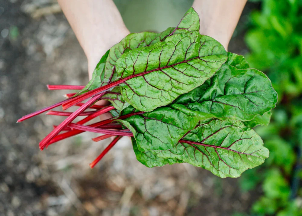 Rhubarb Swiss Chard Seeds - Heirloom Vegetable Seeds for Outdoor Growing - Image 1