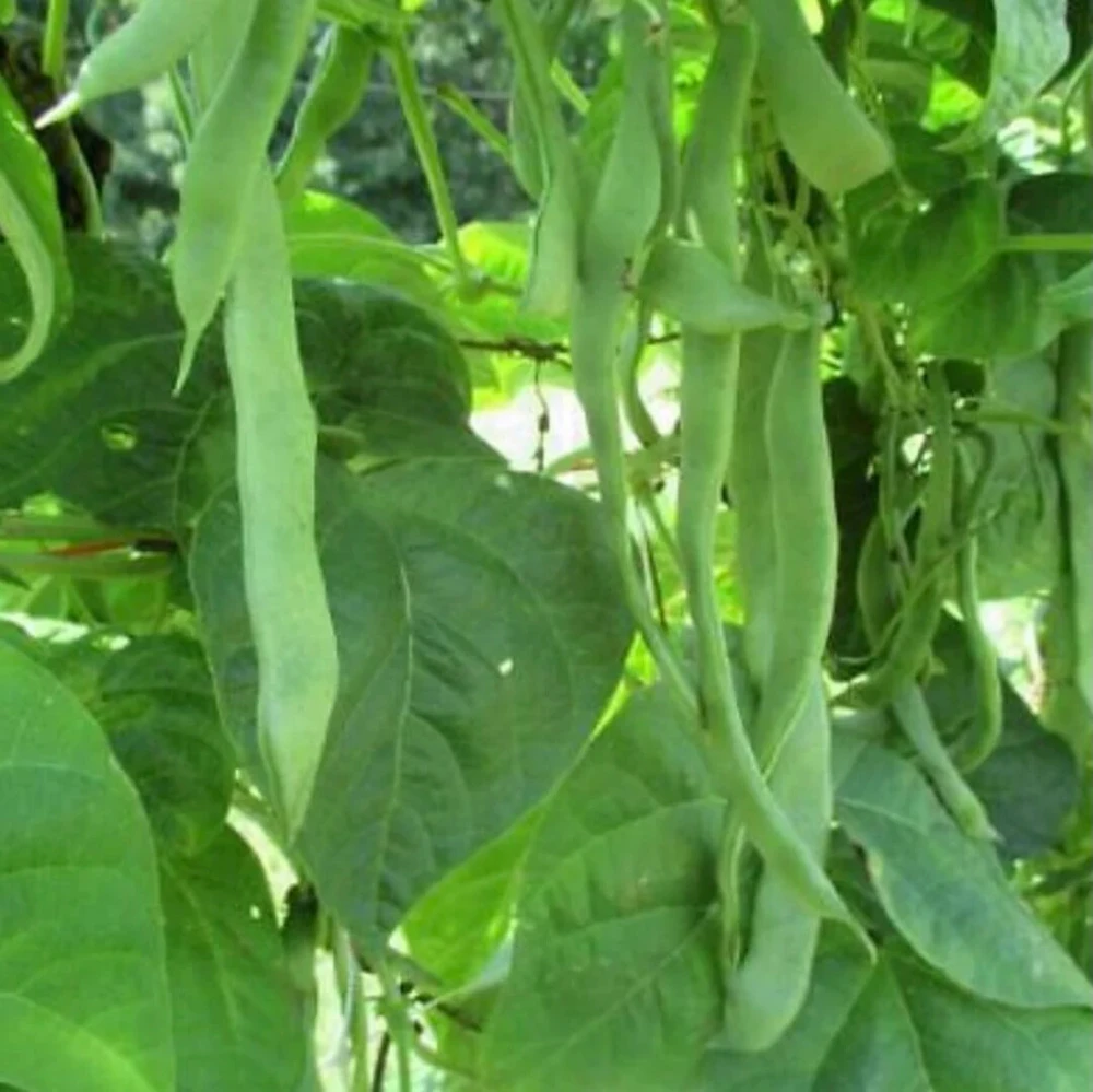 Roma II Bush Green Bean Seeds - Flat Stringless Annual Vegetable Seeds - Image 2