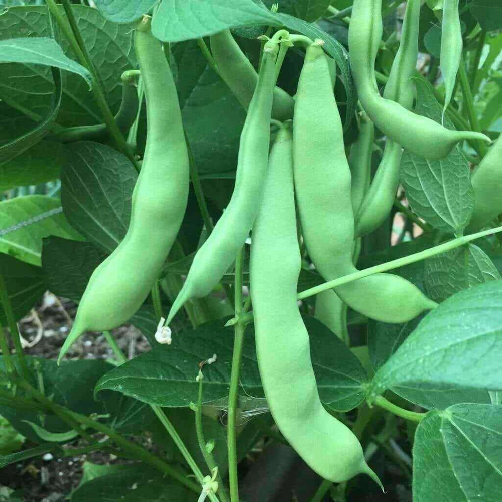 Roma II Bush Green Bean Seeds - Flat Stringless Annual Vegetable Seeds - Image 1