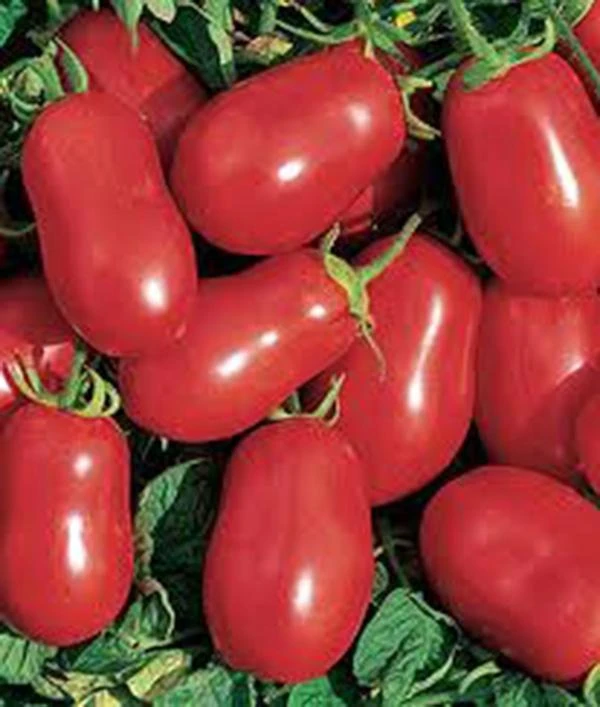 Roma Italian Tomato Seeds - Heirloom Vegetable, Red, Outdoor - Image 2