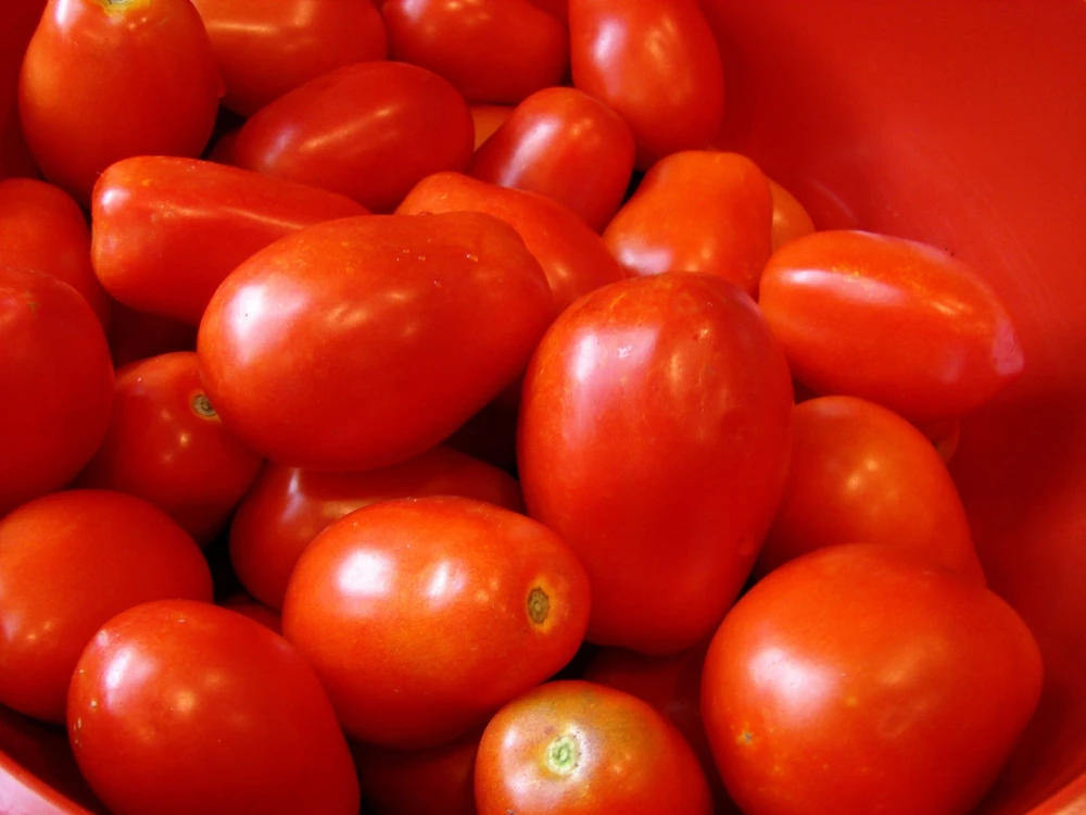 Roma Italian Tomato Seeds - Heirloom Vegetable, Red, Outdoor - Image 1