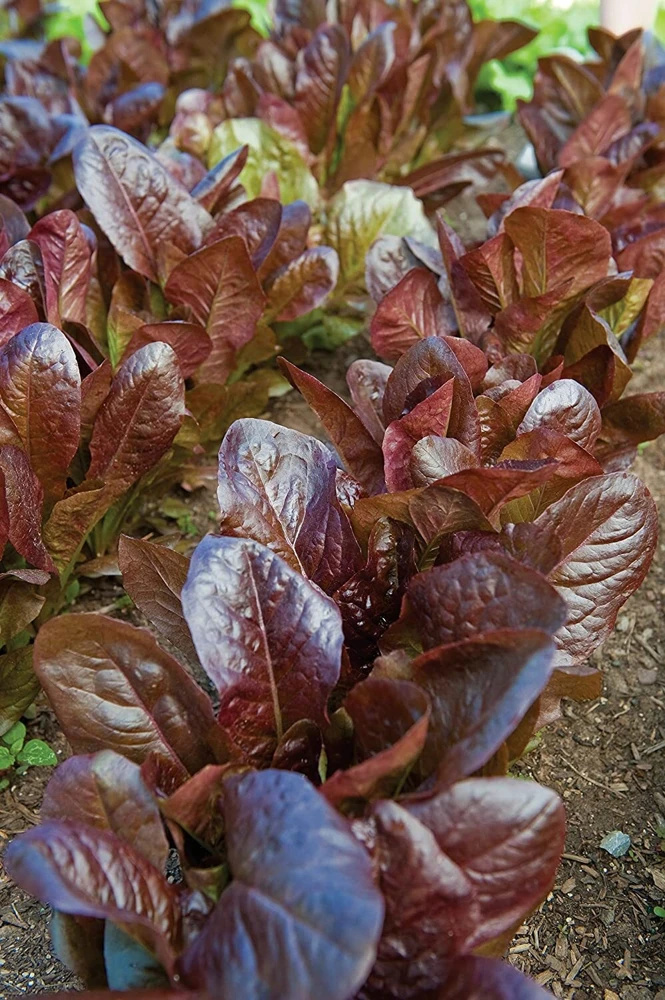 Romaine & Butterhead Lettuce Seeds - 10 Varieties Collection for Outdoor Gardening - Image 10