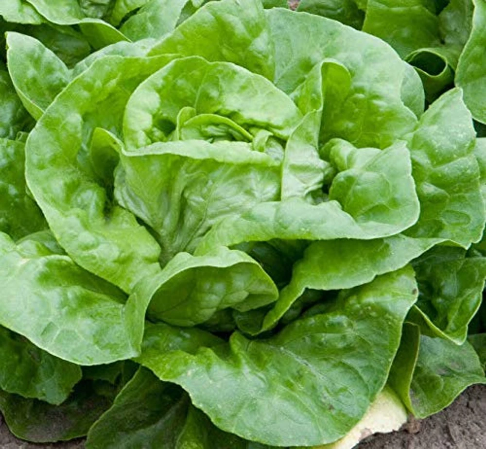 Romaine & Butterhead Lettuce Seeds - 10 Varieties Collection for Outdoor Gardening - Image 11