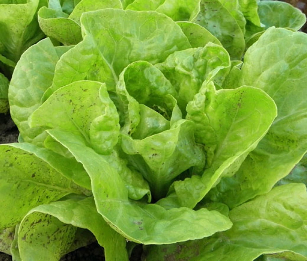 Romaine & Butterhead Lettuce Seeds - 10 Varieties Collection for Outdoor Gardening - Image 2