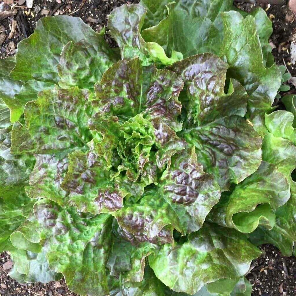 Romaine & Butterhead Lettuce Seeds - 10 Varieties Collection for Outdoor Gardening - Image 3