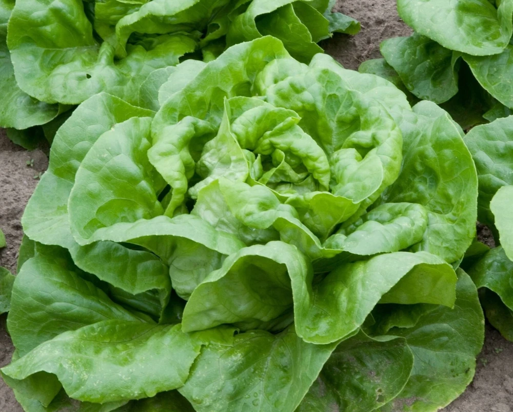 Romaine & Butterhead Lettuce Seeds - 10 Varieties Collection for Outdoor Gardening - Image 4