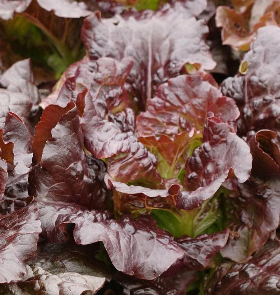 Romaine & Butterhead Lettuce Seeds - 10 Varieties Collection for Outdoor Gardening - Image 5