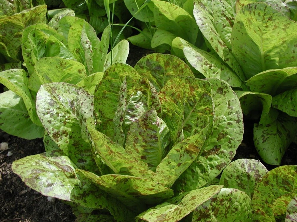 Romaine & Butterhead Lettuce Seeds - 10 Varieties Collection for Outdoor Gardening - Image 6