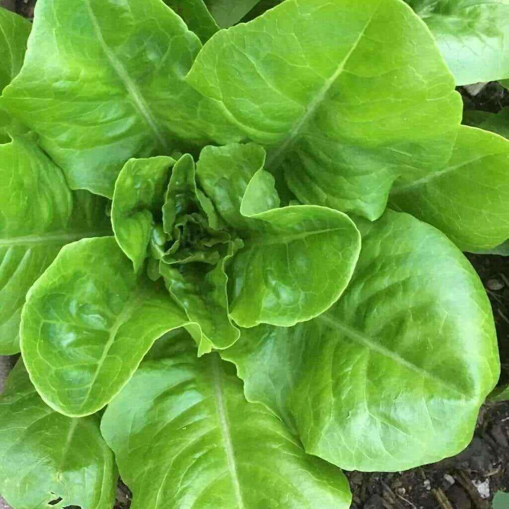 Romaine & Butterhead Lettuce Seeds - 10 Varieties Collection for Outdoor Gardening - Image 7