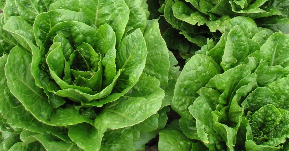 Romaine & Butterhead Lettuce Seeds - 10 Varieties Collection for Outdoor Gardening - Image 8