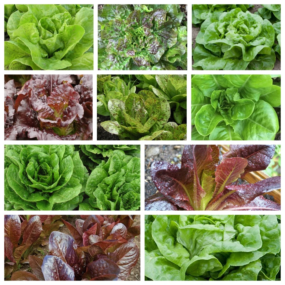 Romaine & Butterhead Lettuce Seeds - 10 Varieties Collection for Outdoor Gardening - Image 1