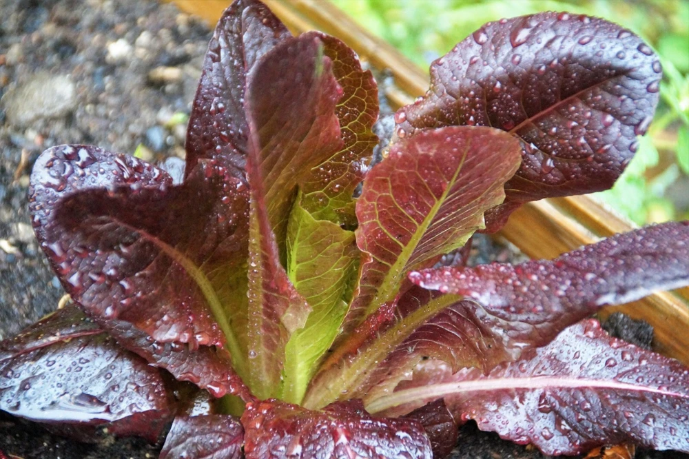 Romaine & Butterhead Lettuce Seeds - 10 Varieties Collection for Outdoor Gardening - Image 9