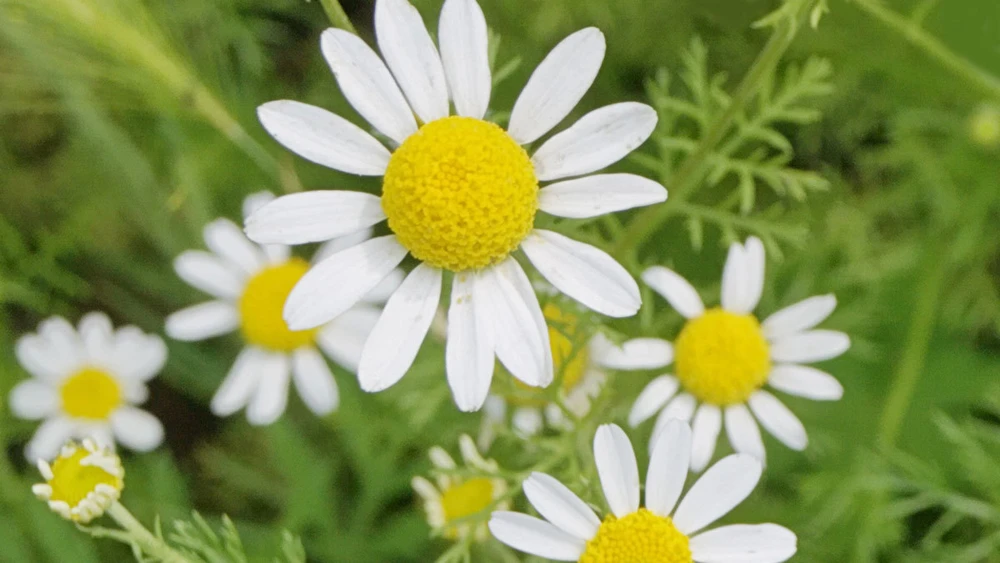 Roman Chamomile Seeds for Ground Cover & Herbal Tea - Perennial Herb Seeds - Image 1