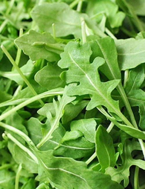 Roquette Arugula Seeds - Rocket, Colewort, Slow Bolt Herb Seeds - Green - Image 1