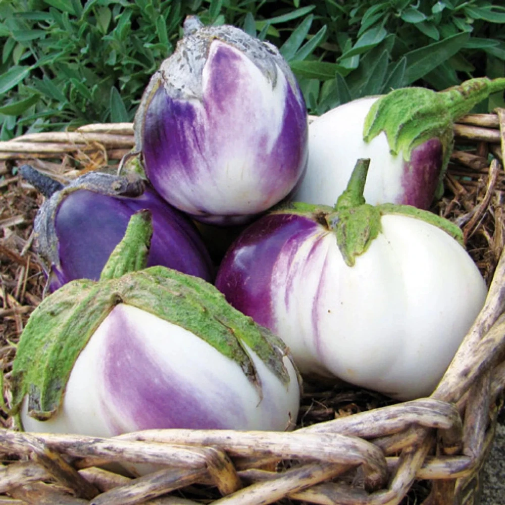 Rosa Bianca Eggplant Seeds - Marbled Lavender Ivory Heirloom Annual - Image 2