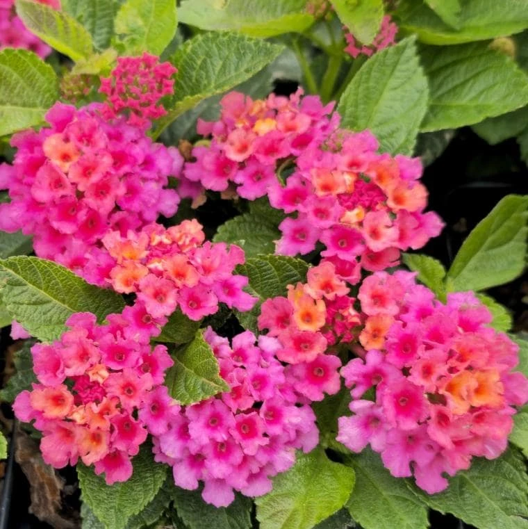 Rose Lantana Live Plant - 3-6" Tall - Ship No Pot - Lantana camara - Rose Pink Flowering Pollinator Plant for Containers, Butterfly Gardens - Image 1