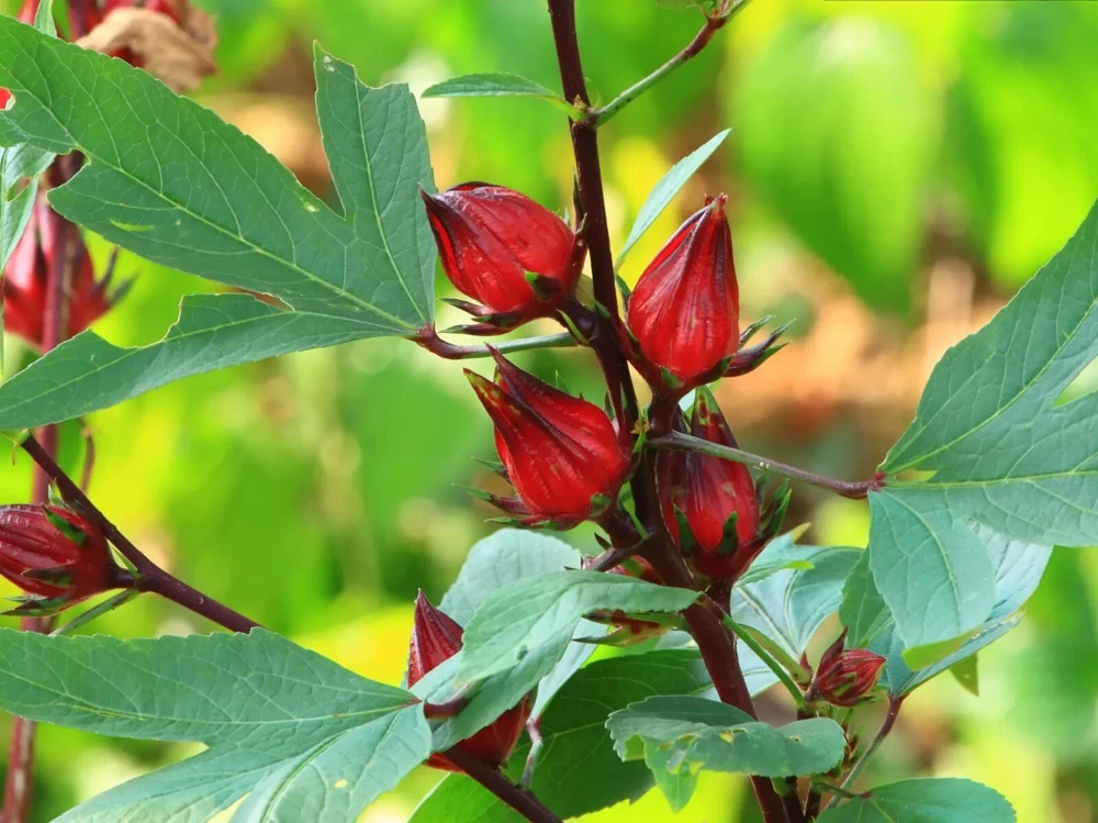 Roselle Seeds - Asian Sour Leaf Hibiscus & Florida Cranberry Seeds - Easy to Grow Annual Flower Seeds - Red Edible Calyces - Outdoor - Image 1