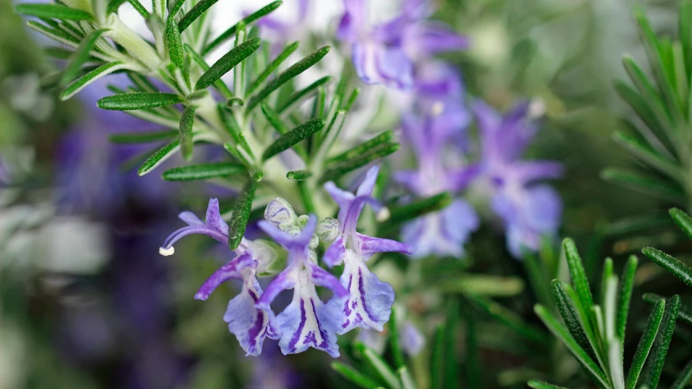 Rosemary Seeds Heirloom - Anthos Herb Seeds for Outdoor Planting - Image 2