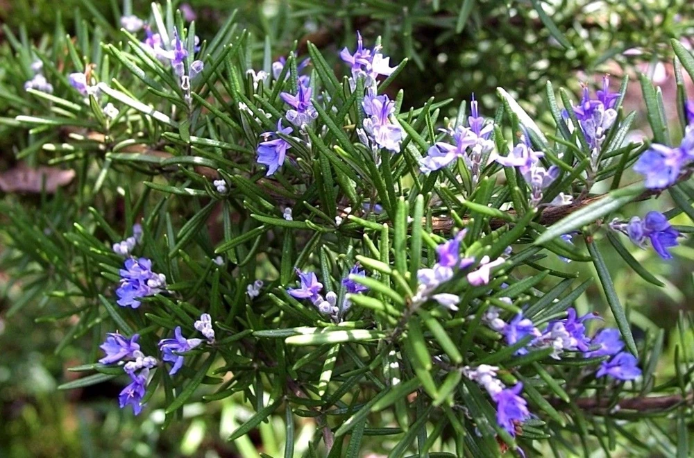 Rosemary Seeds Heirloom - Anthos Herb Seeds for Outdoor Planting - Image 3