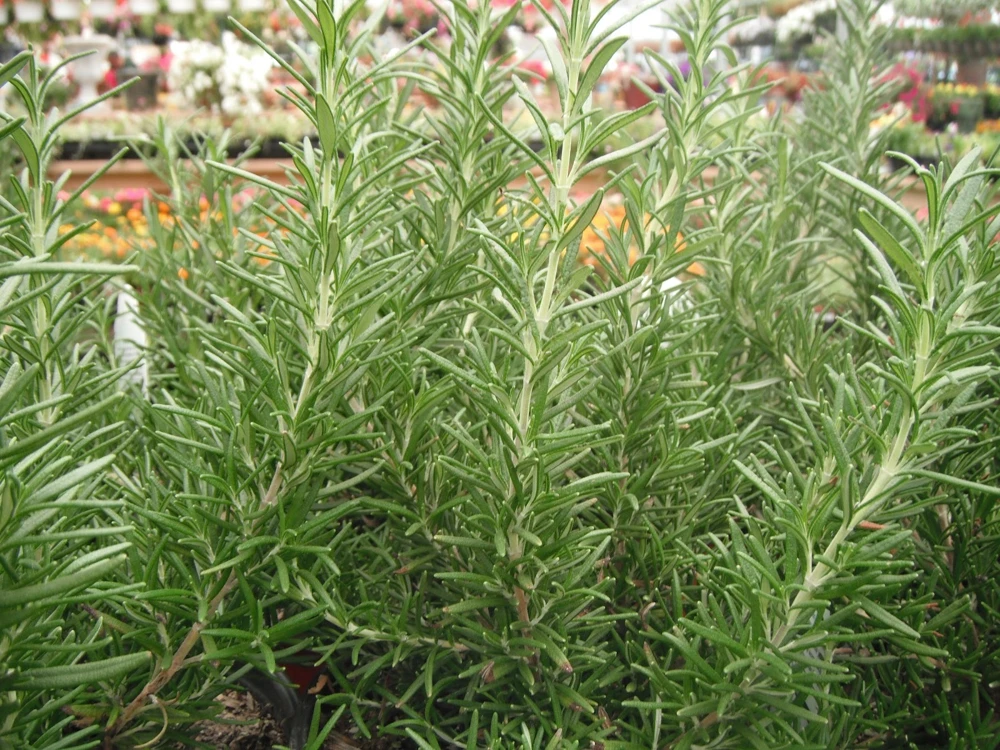 Rosemary Seeds Heirloom - Anthos Herb Seeds for Outdoor Planting - Image 4