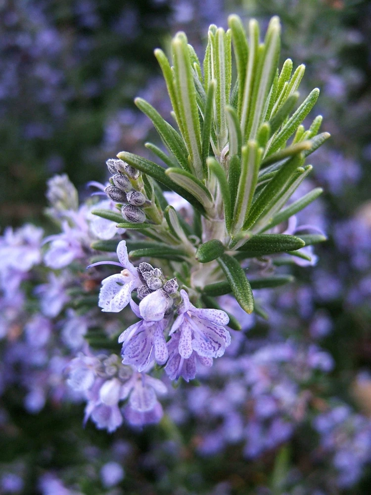 Rosemary Seeds Heirloom - Anthos Herb Seeds for Outdoor Planting - Image 1