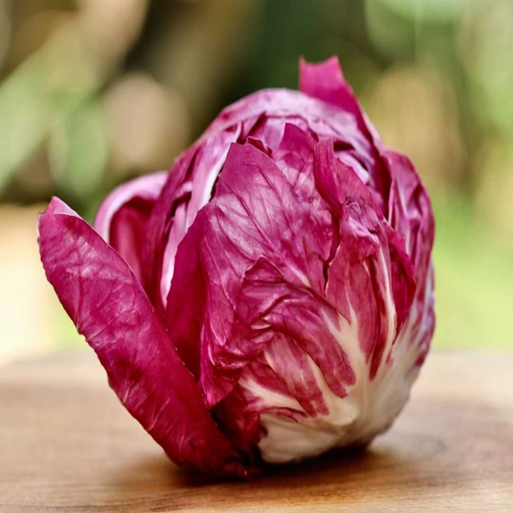 Rossa Di Verona Endive Seeds - Italian Chicory, Ridacchio - Heirloom Vegetable Seeds for Outdoor Planting - Image 1